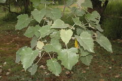 Givotia moluccana